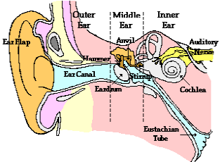 The Tomatis Method | Ear & Sound |Dublin, Ireland diagram of the ear ossicles 